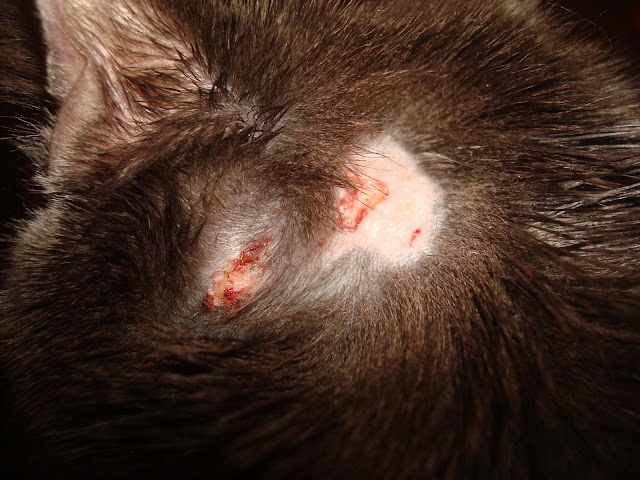 Question about a cat wound (kitty, cleaning, best, time) Cats